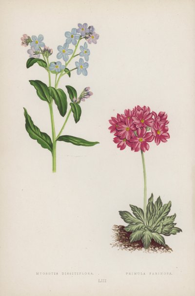 Miyozotis Dissitflora; Papatya Farinosa (renkli lito) by English School
