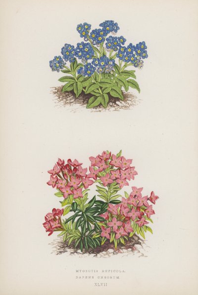 Myosotis Rupicola; Daphne Cneorum (renkli lito) by English School