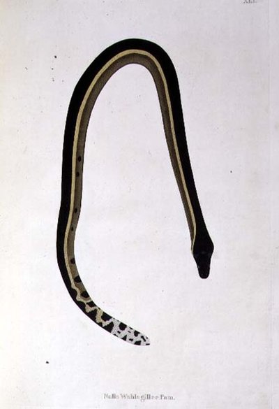 Nalla Wahlagillee Pam Snake, Patrick Russell, Londra tarafından "Coromandel Sahilinden Toplanan Hint Yılanlarının Bir Hesabı"ndan by English School