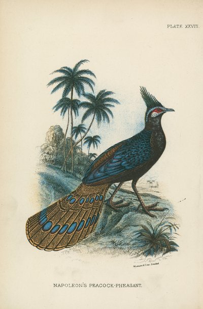 Napolyon