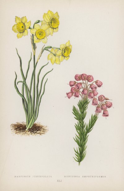 Narcissus Juncifolius; Menziesia Empetriformis (renkli lito) by English School