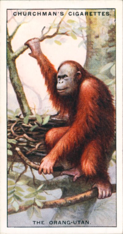 Doğanın Mimarları: Orangutan (renkli taş baskı) by English School