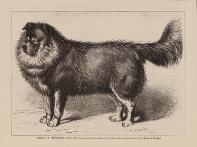 "Nero," Bir Nepaulese Köpeği, 63. Birlikten Yüzbaşı Ryan