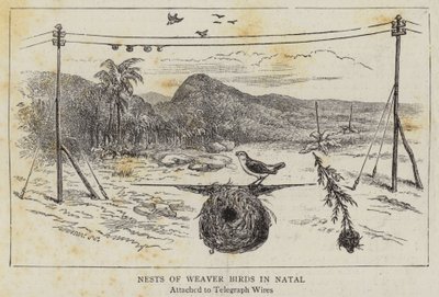 Natal