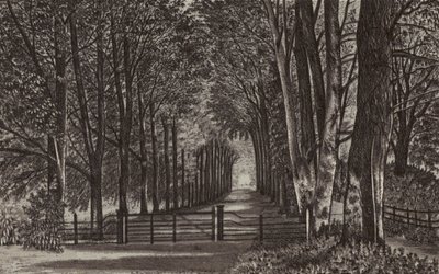 Newbury: Avenue, Highclere Park (lito) by English School