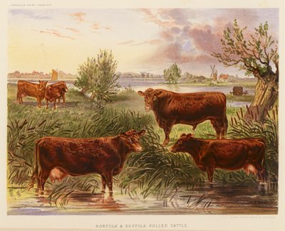 Norfolk ve Suffolk Polled Sığırları (renkli lito) by English School