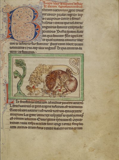 Northumberland Bestiary, c.1250-60 (parşömen üzerine renkli boyalar ve mürekkep) by English School