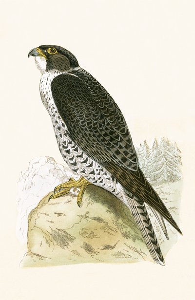 Norveçli Jer-Falcon, Charles Robert Bree (1811-86) tarafından 