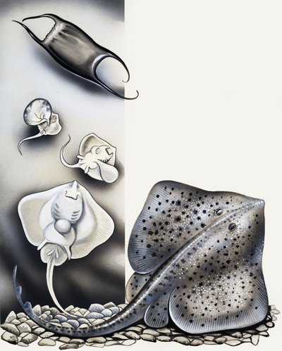 Göründüğü Gibi Değil... by English School