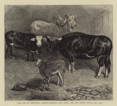 Hayvanat Bahçeleri, Brahman Boğası, Gayal İnek ve Melez Düve ve Buzağı Üzerine Notlar (gravür) by English School