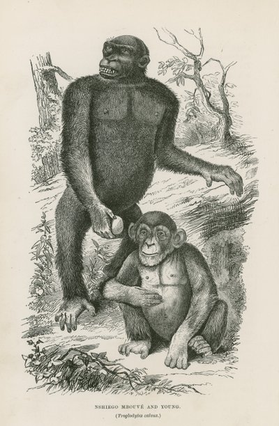Nshiego Mbouve ve Young, Troglodytes Calvu by English School
