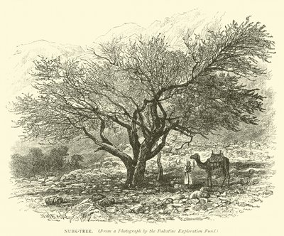 Nubk-Ağacı by English School