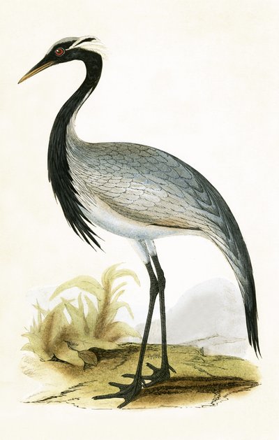 Numidian Crane, mynd úr 
