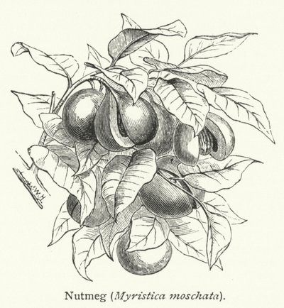 Küçük hindistan cevizi (Myristica moschata) (gravür) by English School