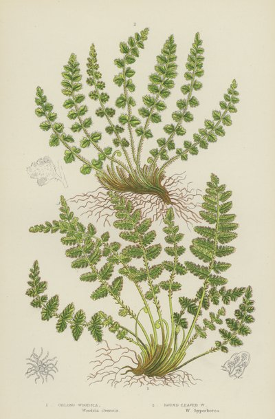 Oblong Woodsia, Yuvarlak Yapraklı Woodsia (renkli lito) by English School