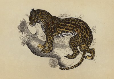 Ocelot (renkli lito) by English School
