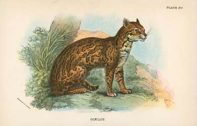 ocelot by English School