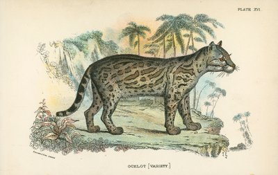 Ocelot [Çeşit] by English School