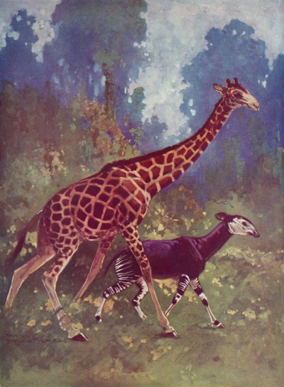 Okapi ve zürafa by English School