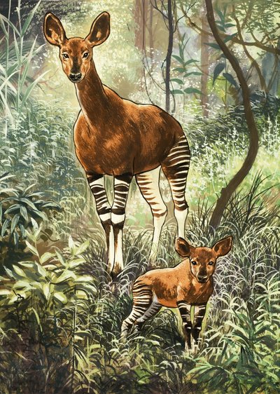 Kongo Okapis by English School