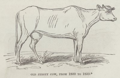 Eski Jersey ineği, 1800