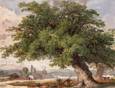 Yol Kenarında Yaşlı Meşe, Surrey (renkli taş) by English School