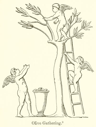 Zeytin Toplama by English School