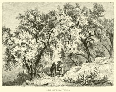 Venafro yakınlarındaki Zeytinlik by English School
