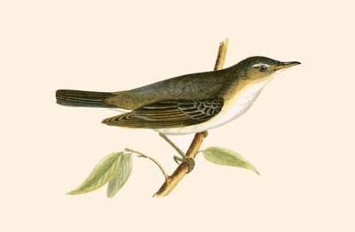 Olive Tree Warbler, Charles Robert Bree (1811-86) tarafından 