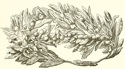 Altın Zeytin Çelengi by English School