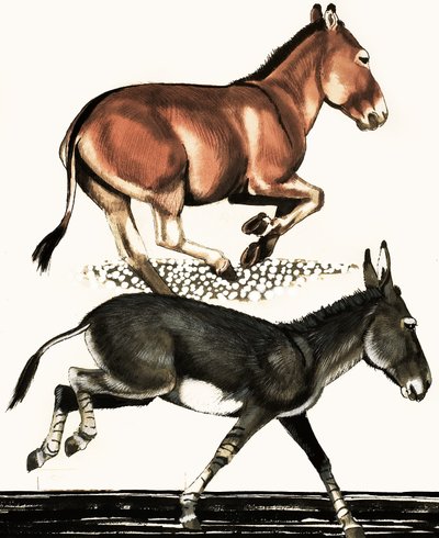 Onager ve Somalili Yaban Eşeği by English School