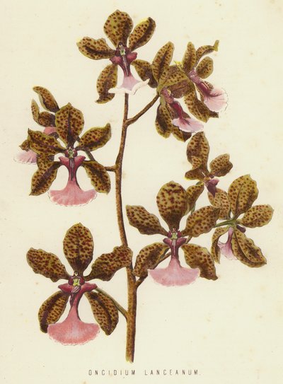 Oncidium lanceanum (chromolitho) by English School