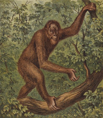 Orang-Outang (renkli lito) by English School