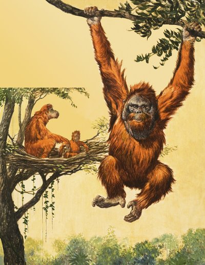 Orangutanlar by English School