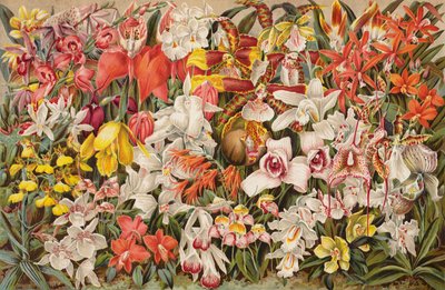 Orkide evi (chromolitho) by English School
