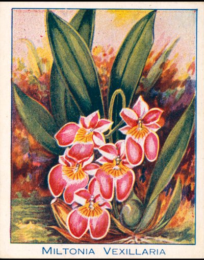 Orkideler: Miltonia Vexillaria (renkli lito) by English School