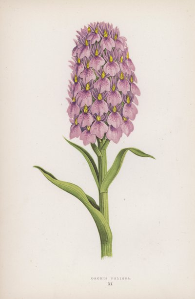 Orchis Foliosa (renkli lito) by English School