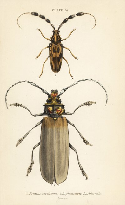 Orthomegas cinnamomeus Prionus corticinus 1 ve Batus barbicornis, Lophonocerus barbicornis 2 by English School