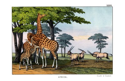 antilop by English School