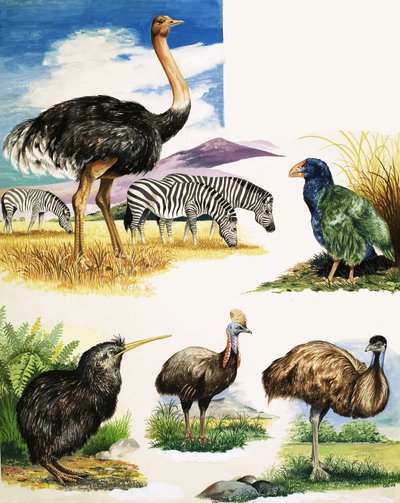 Devekuşu, Kivi, Cassowary, Emu ve Takahe by English School