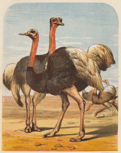 Devekuşları (renkli lito) by English School