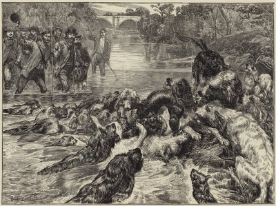 Kuzeyde su samuru avı by English School