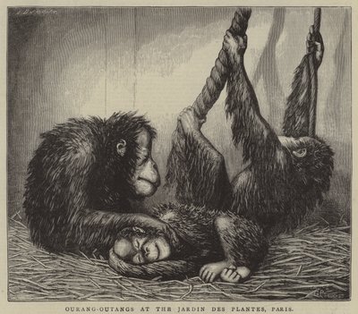 Ourang-Outangs, Jardin des Plantes, Paris (gravür) by English School