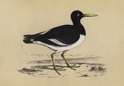 Oyster-Catcher (renkli lito) by English School
