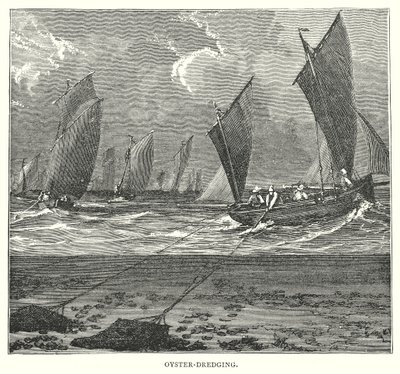 Oyster-Dredging (gravür) by English School