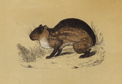 Paca (renkli taş) by English School