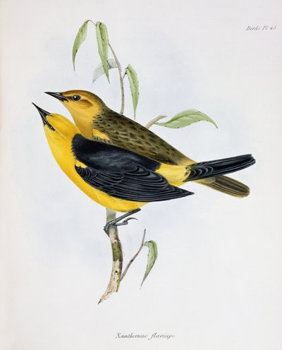Xanthornus Flaviceps çifti, Zoology of the Voyage of H.M.S. Beagle, 1832-36, Charles Darwin (1809-92), 1840 by English School