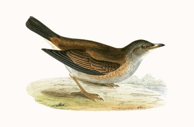 Soluk Ardıç, Charles Robert Bree (1811-86) tarafından 