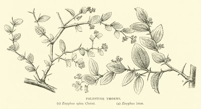 Filistin Dikenleri by English School