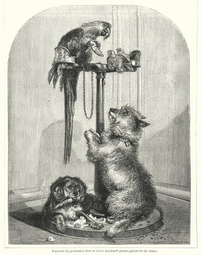 Papağan ve köpekler (gravür) by English School